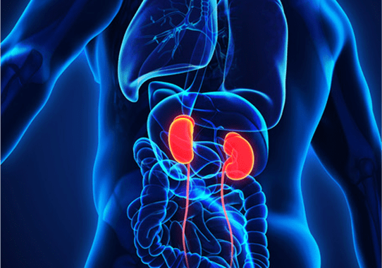 Nephrology Care